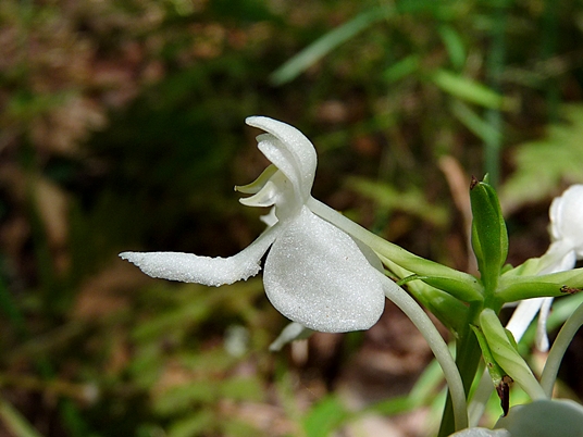 {Platanthera integrilabia}